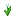 White Tulip